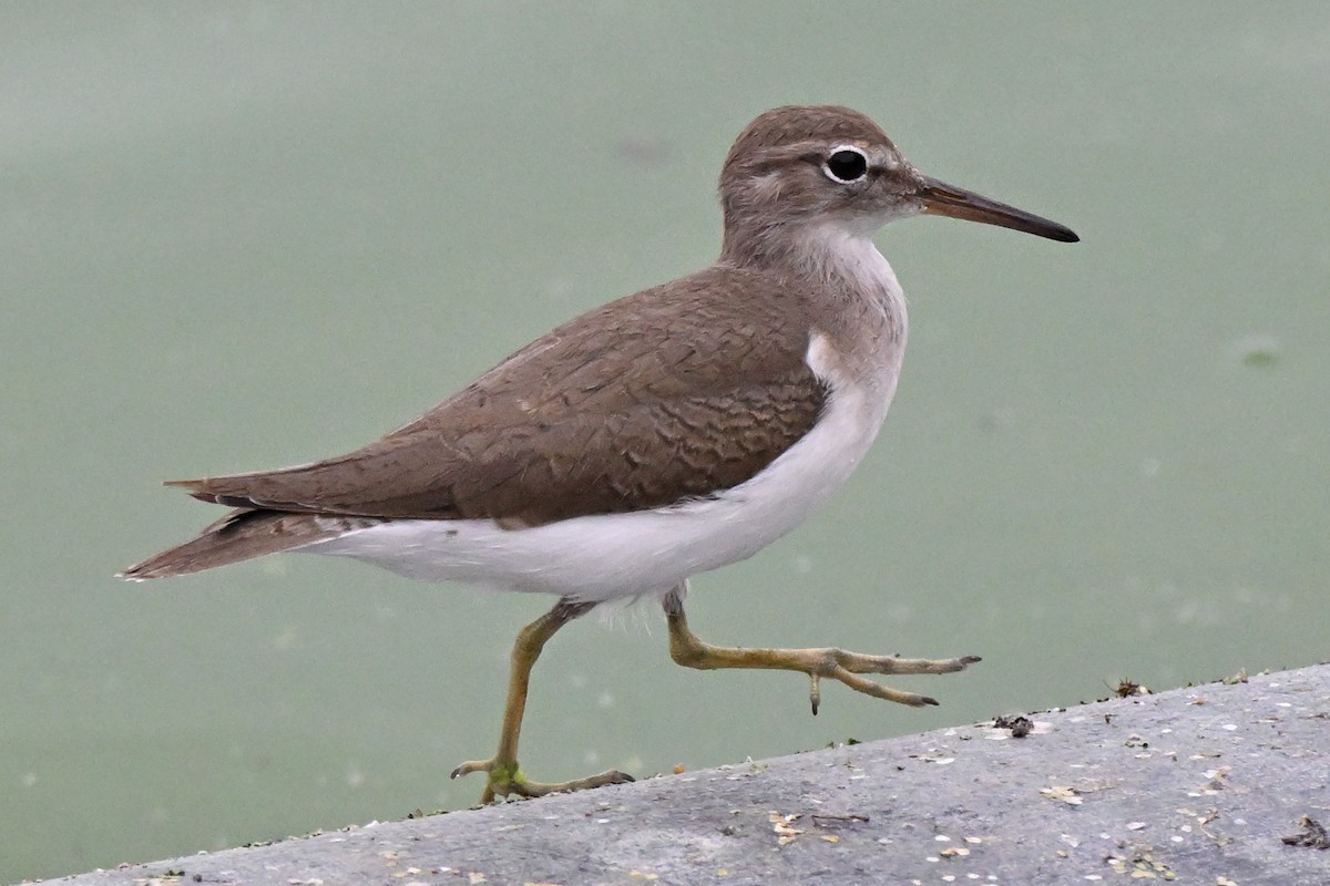 Spotted Sandpiper - ML645520096