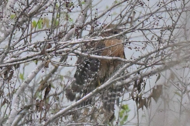 Red-shouldered Hawk - ML645520103