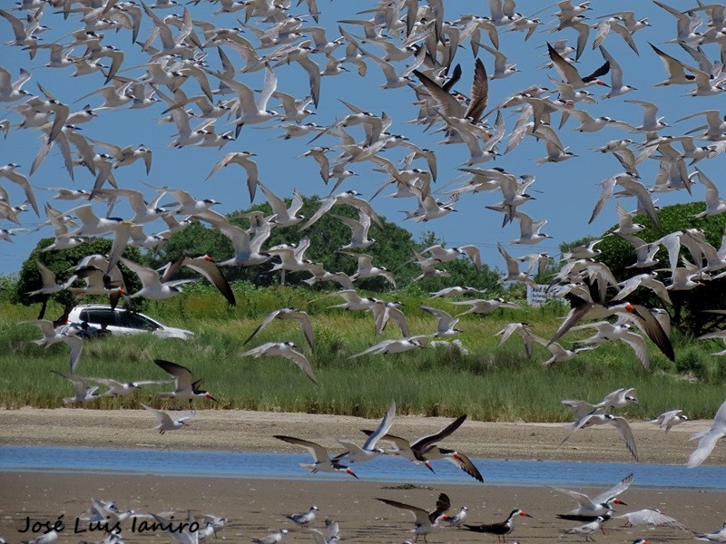 Black Skimmer - ML645520105