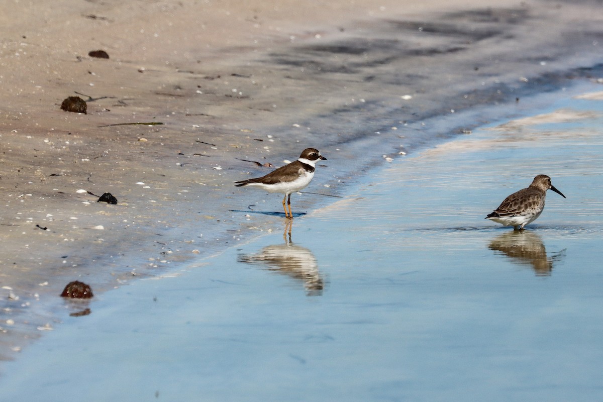 Semipalmated Plover - ML645520106