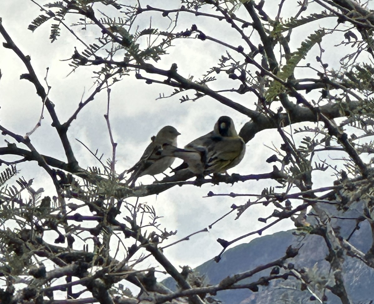 Lawrence's Goldfinch - ML645520119