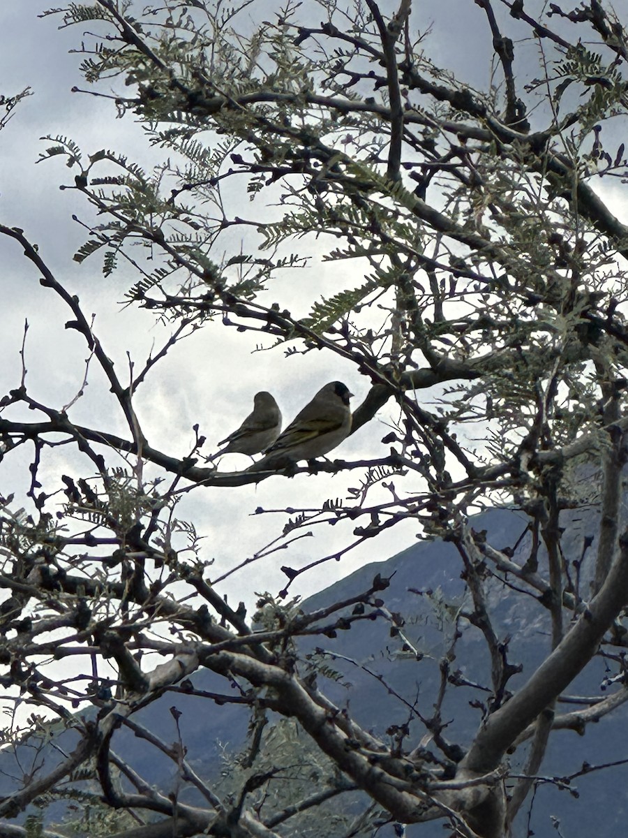 Lawrence's Goldfinch - ML645520120