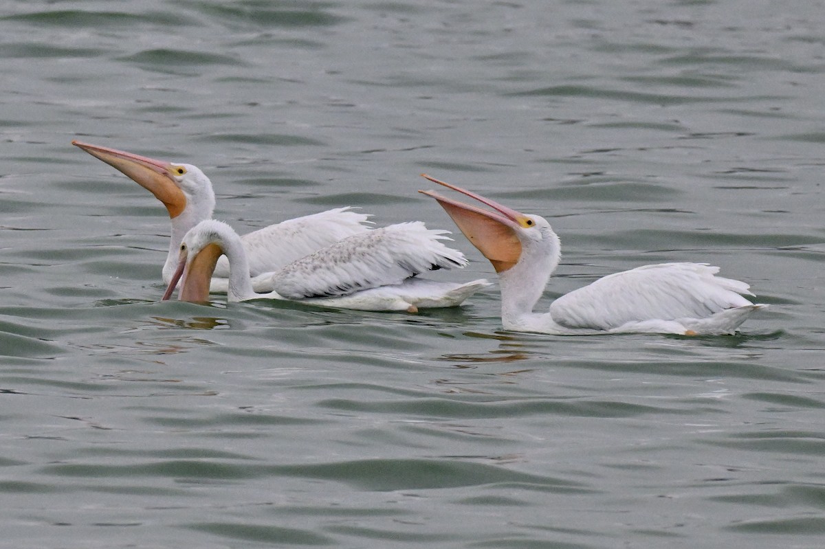 American White Pelican - ML645520121