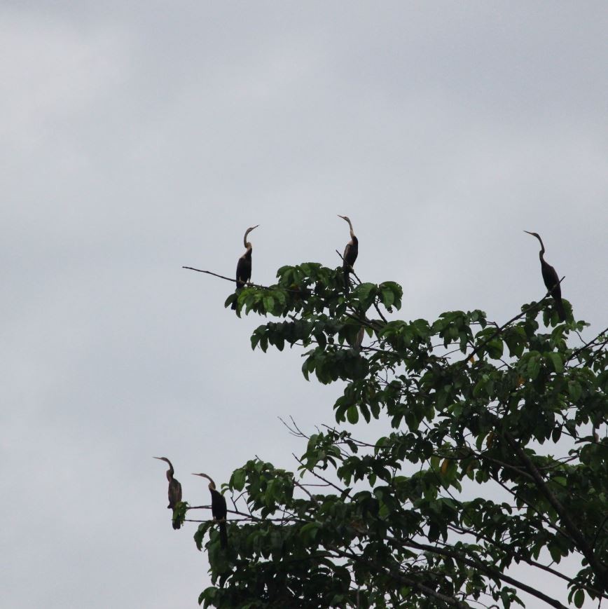 Doğu Yılanboyunu - ML645520122