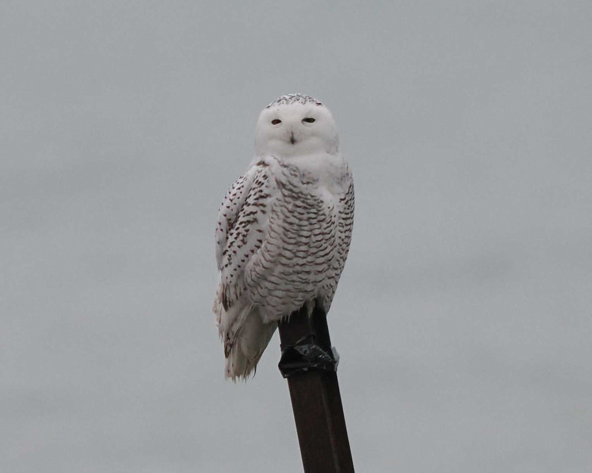 Snowy Owl - ML645520123