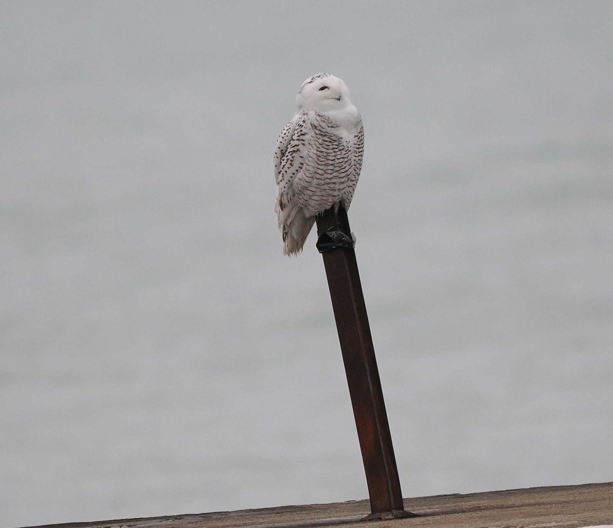 Snowy Owl - ML645520124