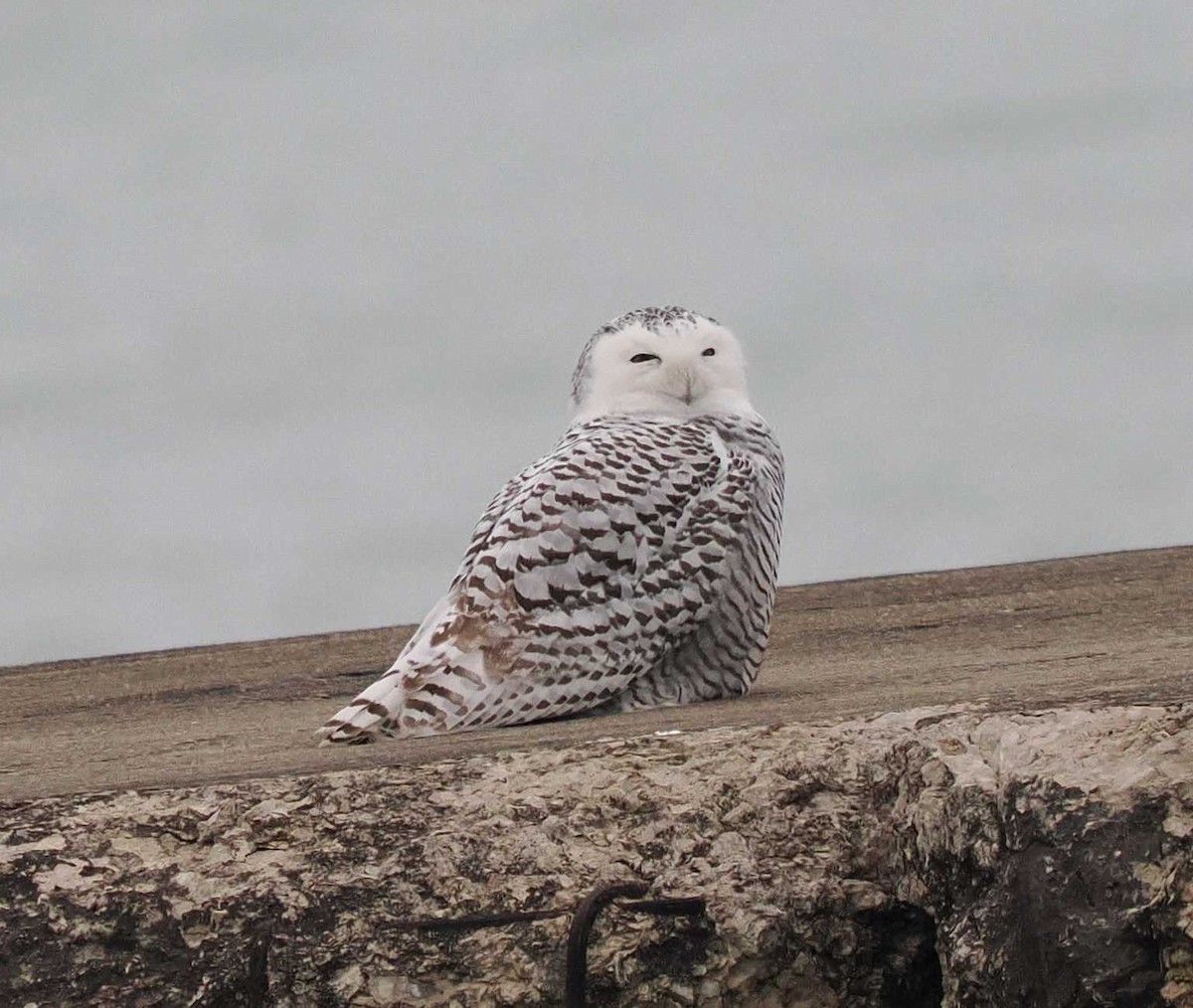 Snowy Owl - ML645520125