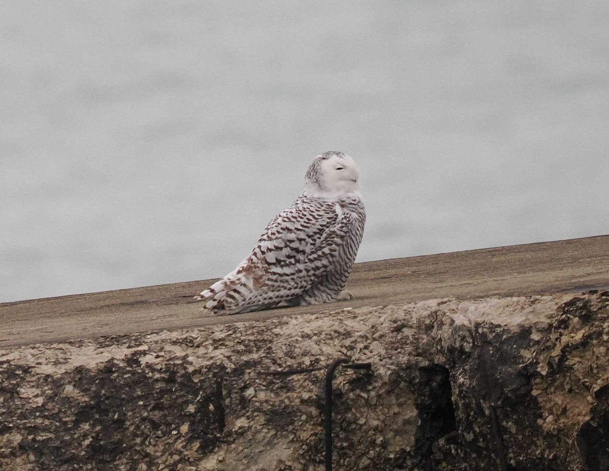 Snowy Owl - ML645520126