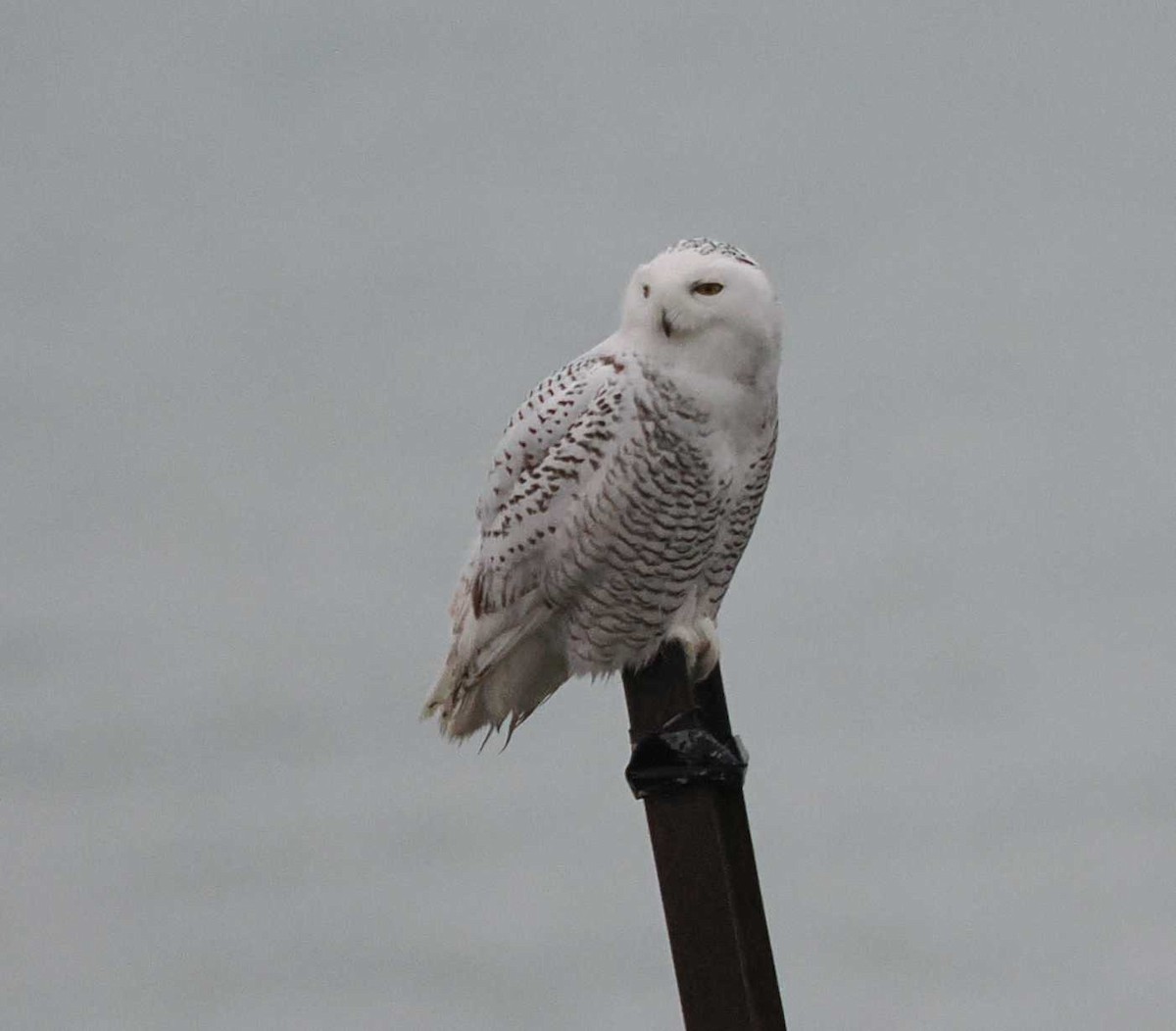 Snowy Owl - ML645520127
