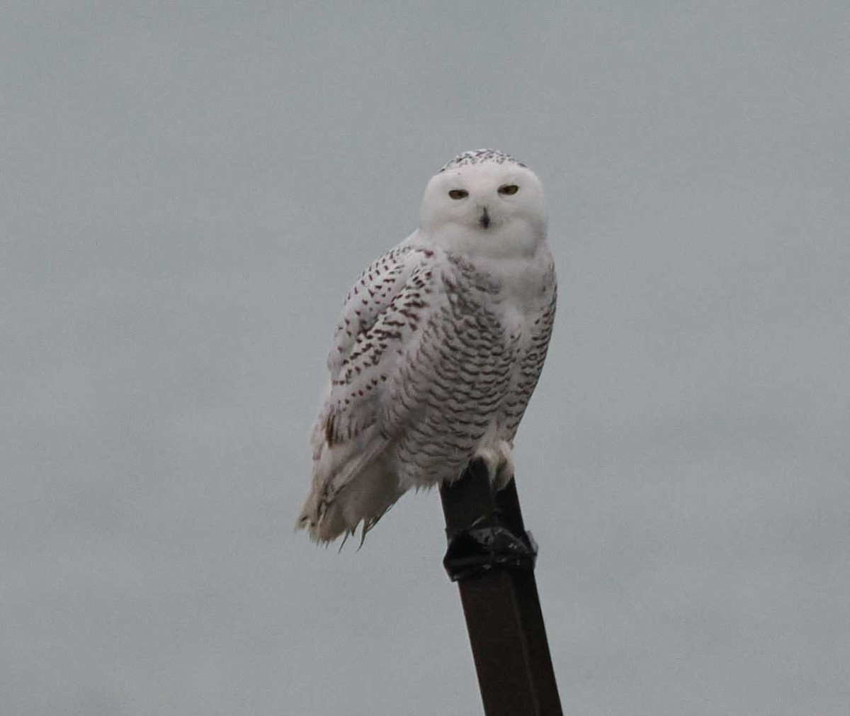Snowy Owl - ML645520128