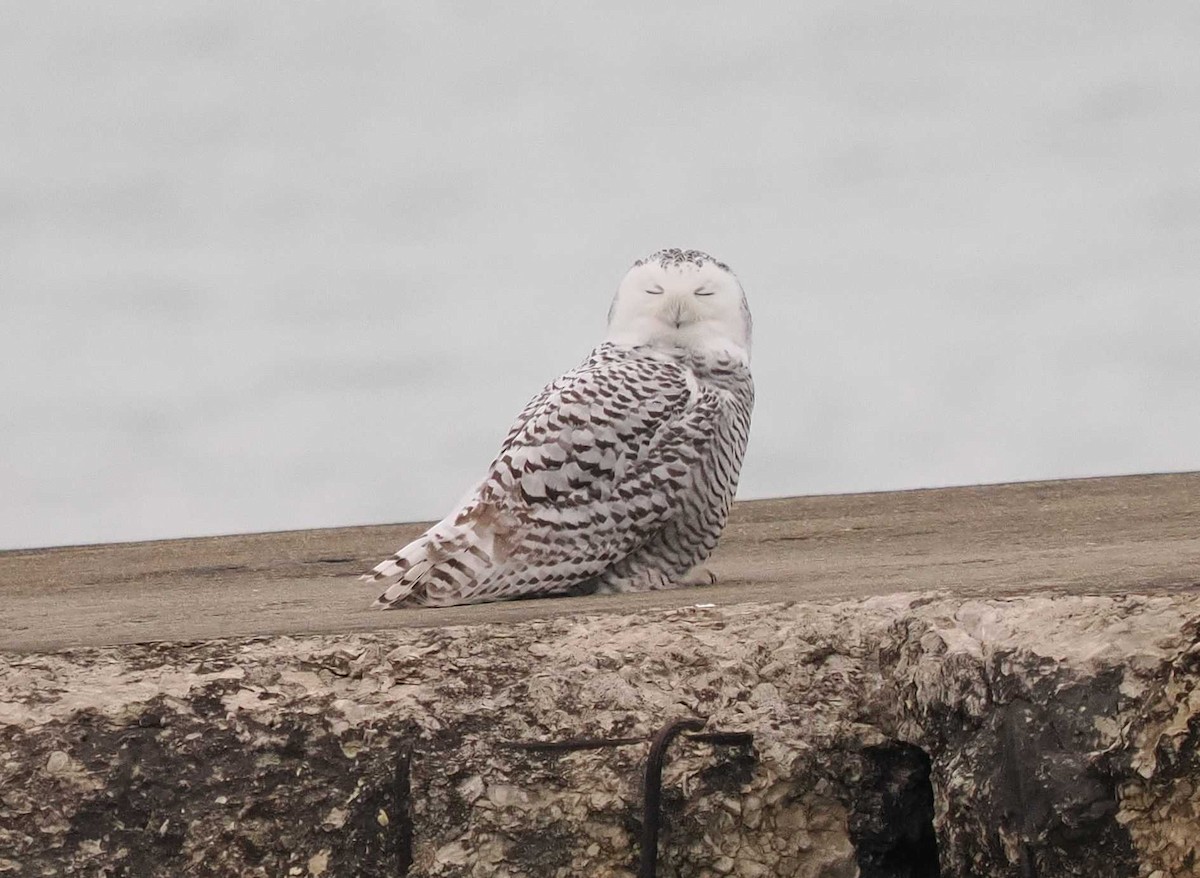 Snowy Owl - ML645520129