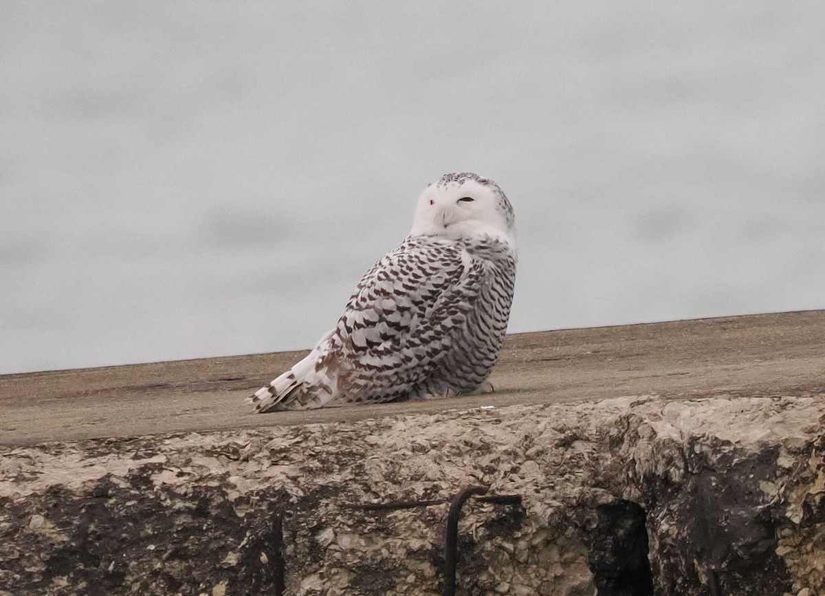 Snowy Owl - ML645520130