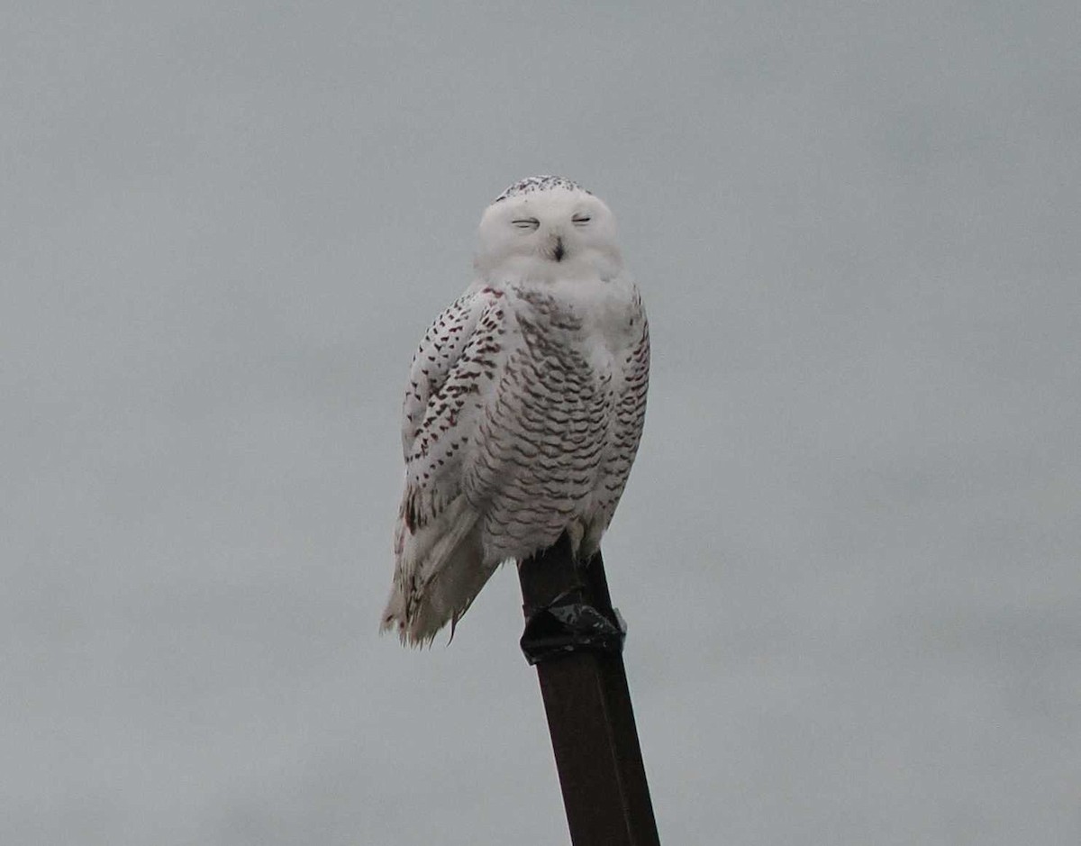 Snowy Owl - ML645520131