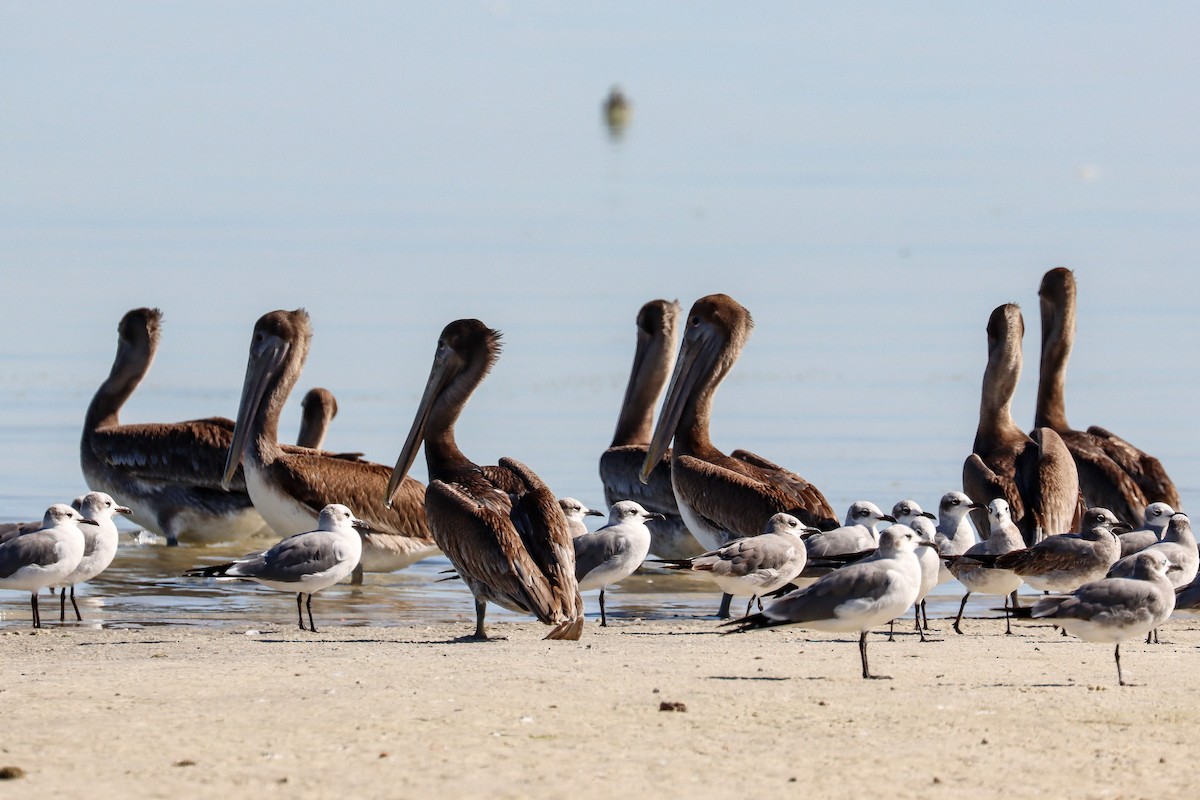 Brown Pelican - ML645520132