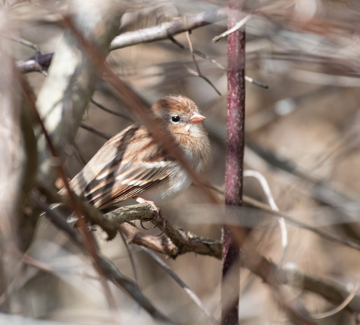 Field Sparrow - ML645520140