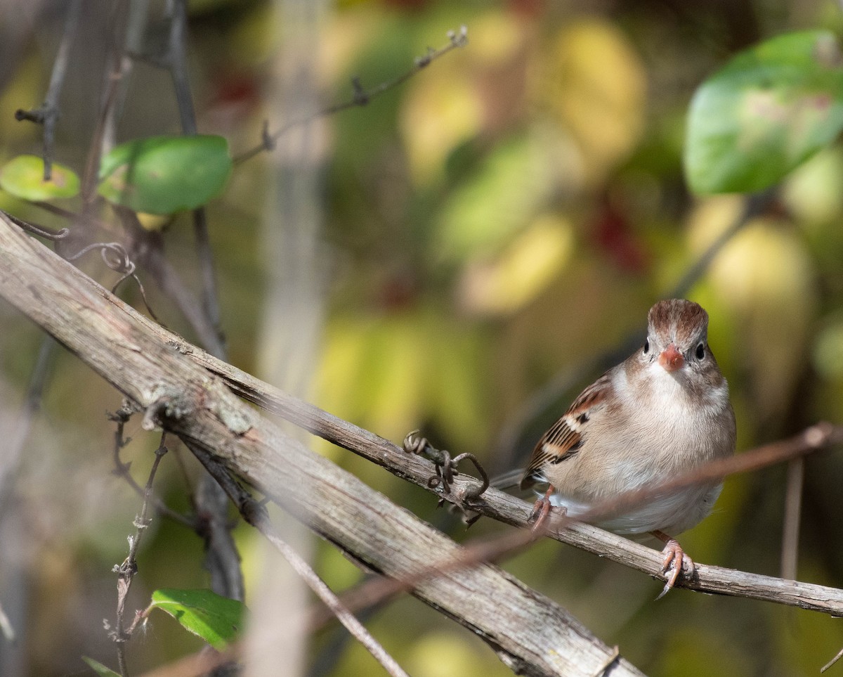 Field Sparrow - ML645520141