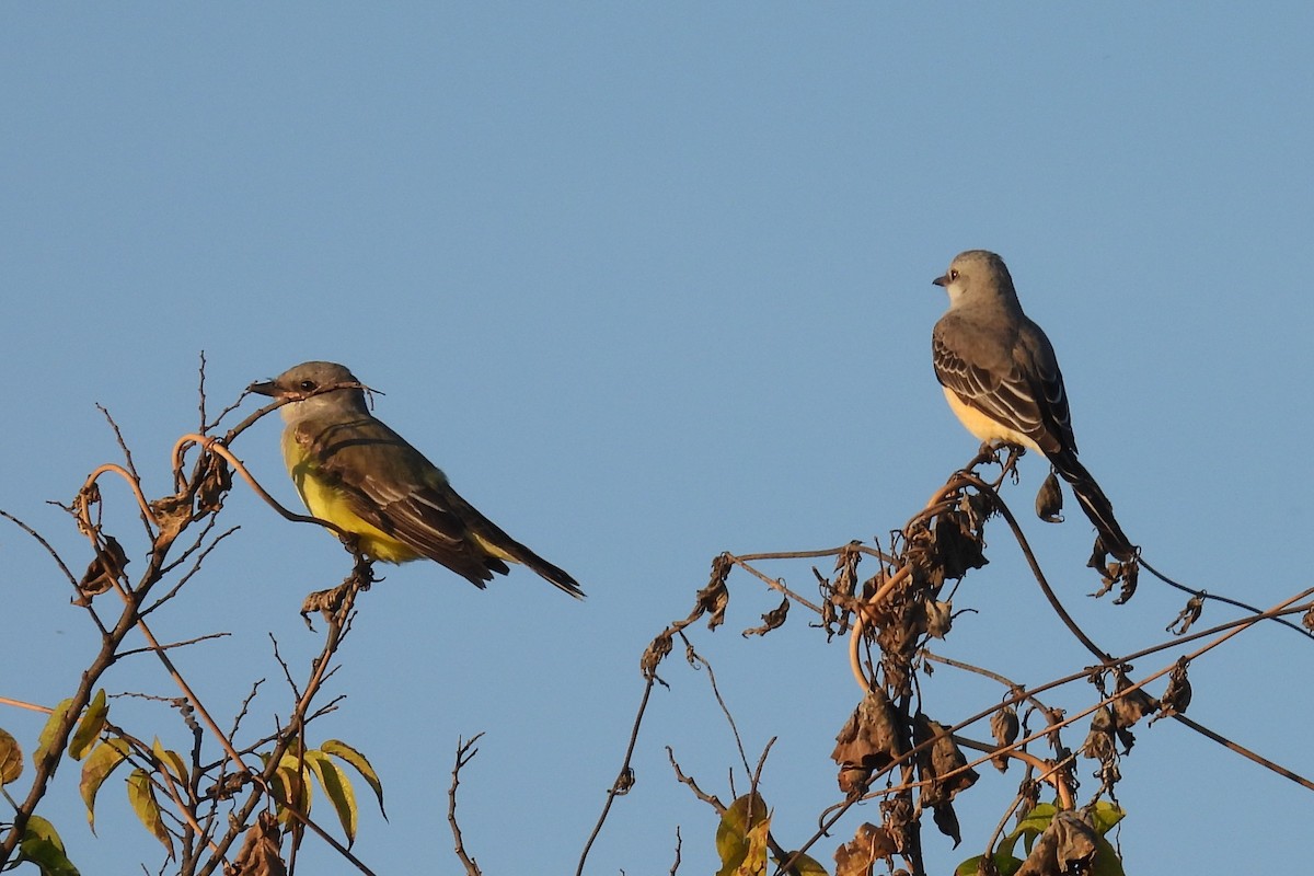 Western Kingbird - ML645520144