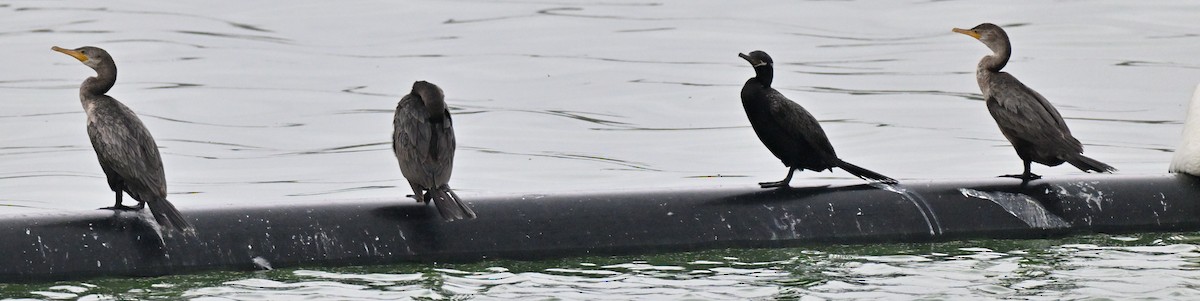 Neotropic Cormorant - ML645520147