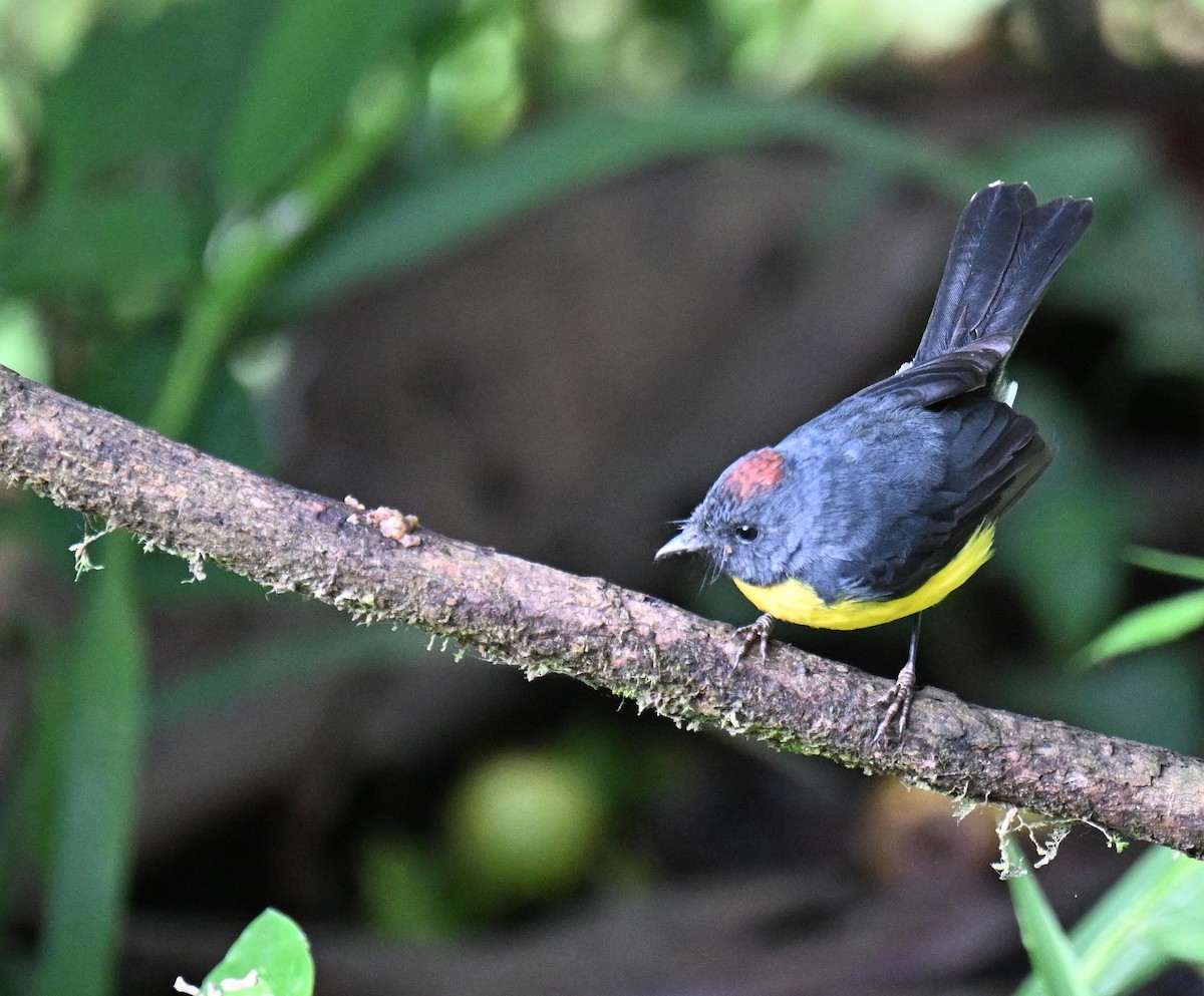 Slate-throated Redstart - ML645520150