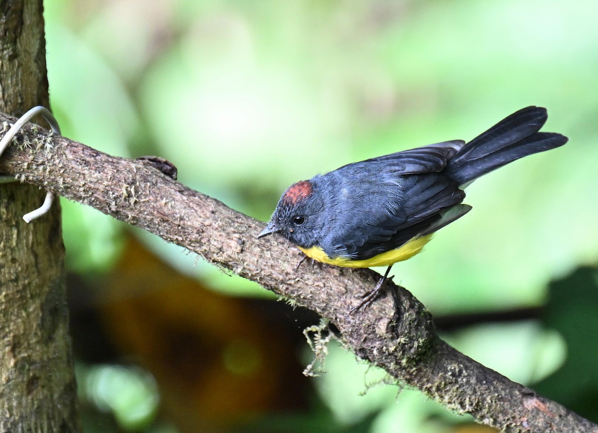 Slate-throated Redstart - ML645520151