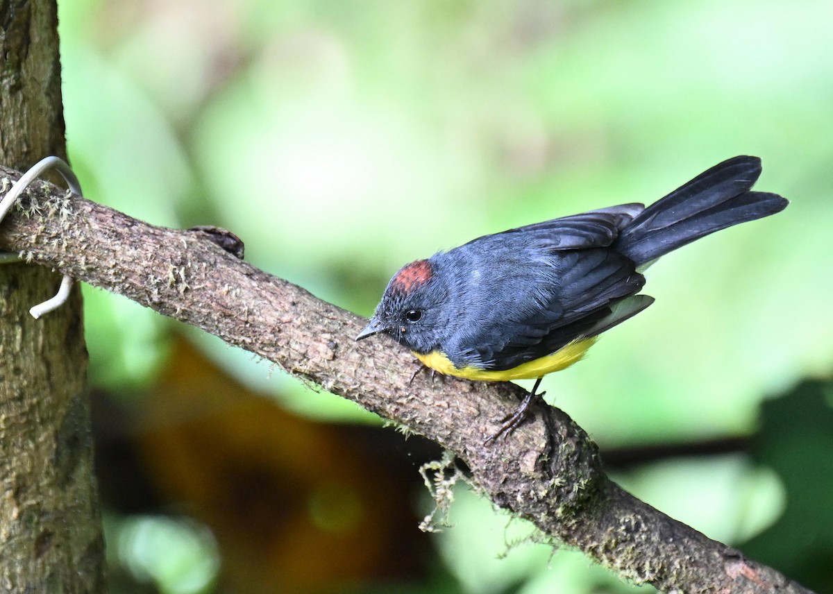 Slate-throated Redstart - ML645520152