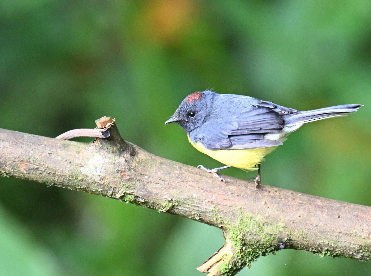 Slate-throated Redstart - ML645520154