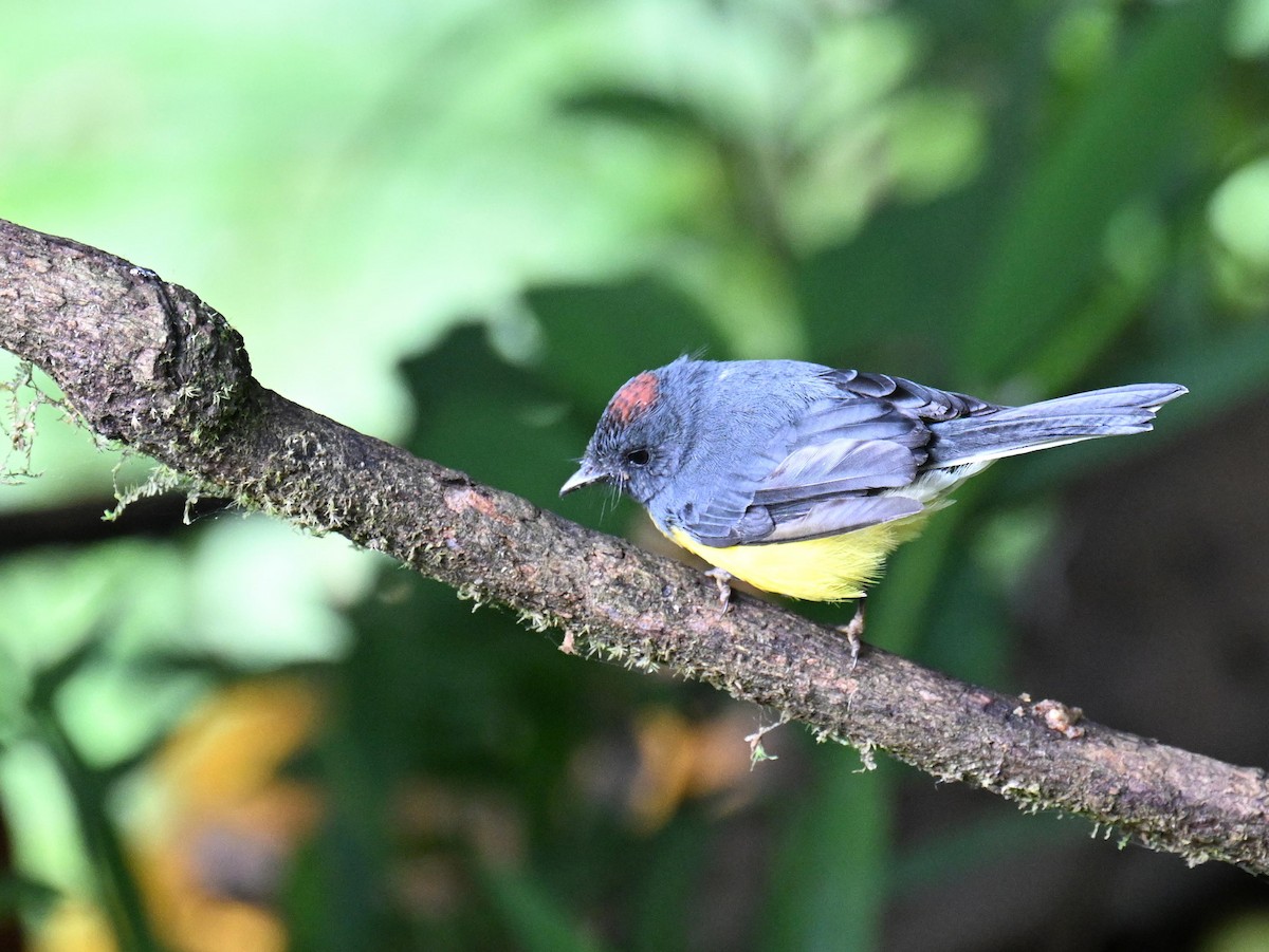 Slate-throated Redstart - ML645520155