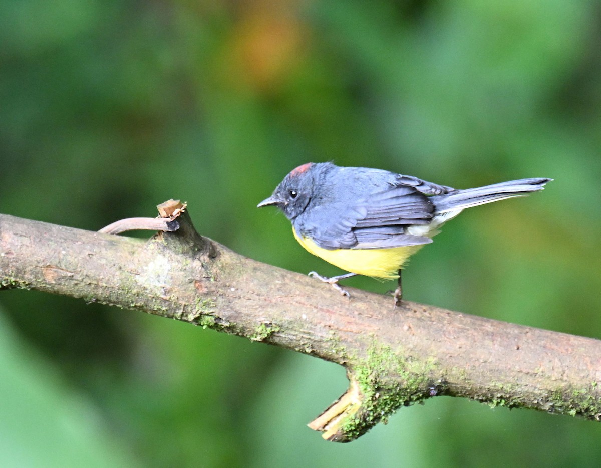 Slate-throated Redstart - ML645520156