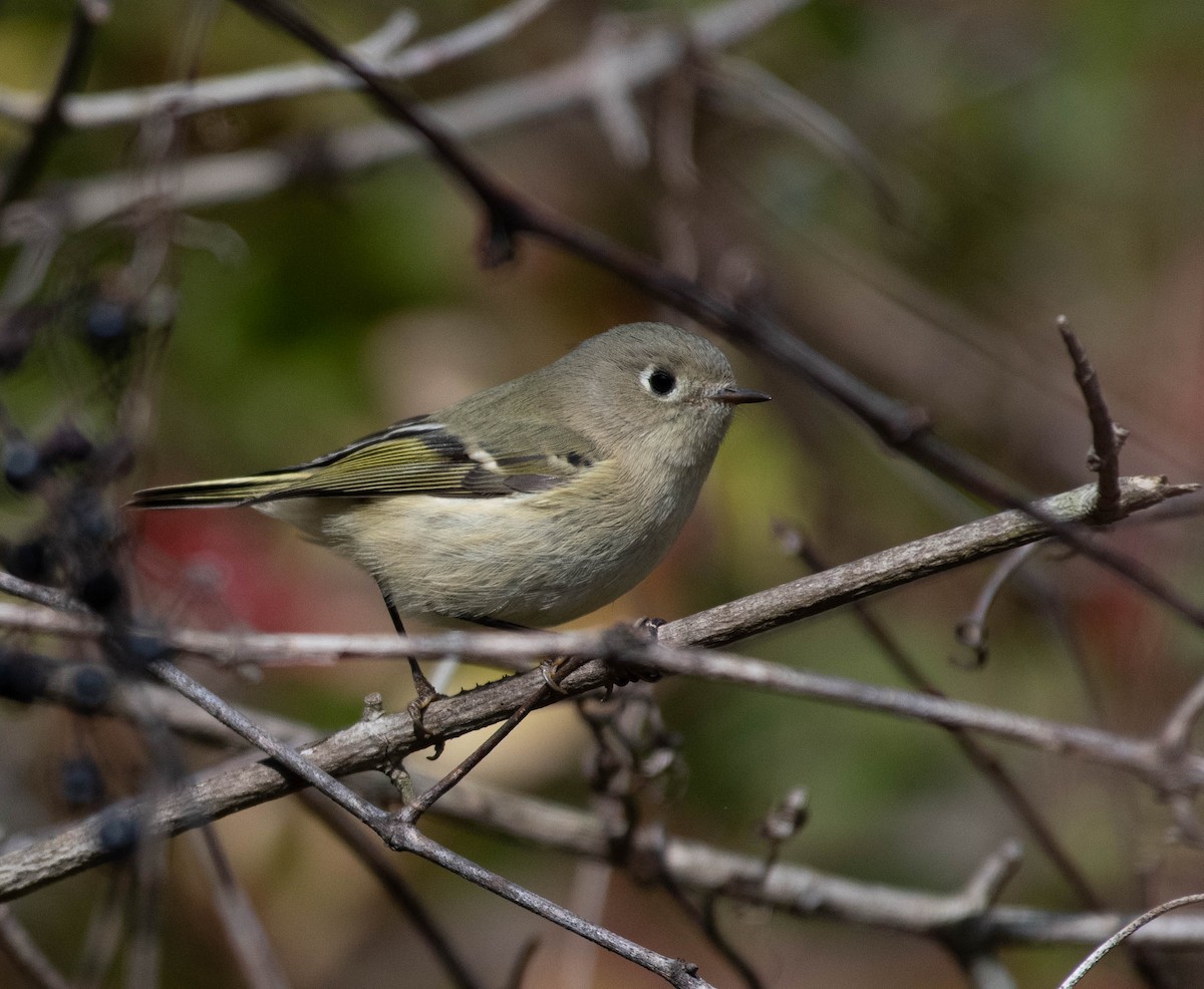 Ruby-crowned Kinglet - ML645520157