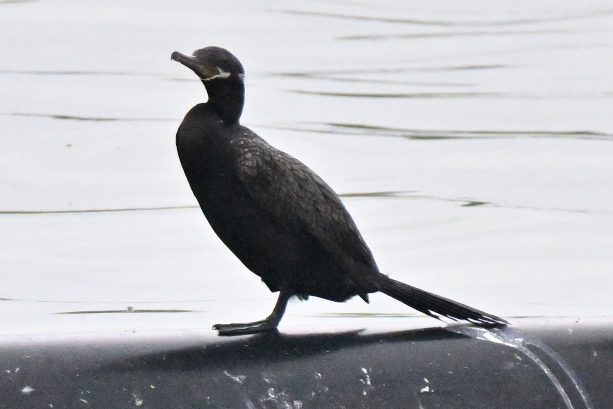 Neotropic Cormorant - ML645520158