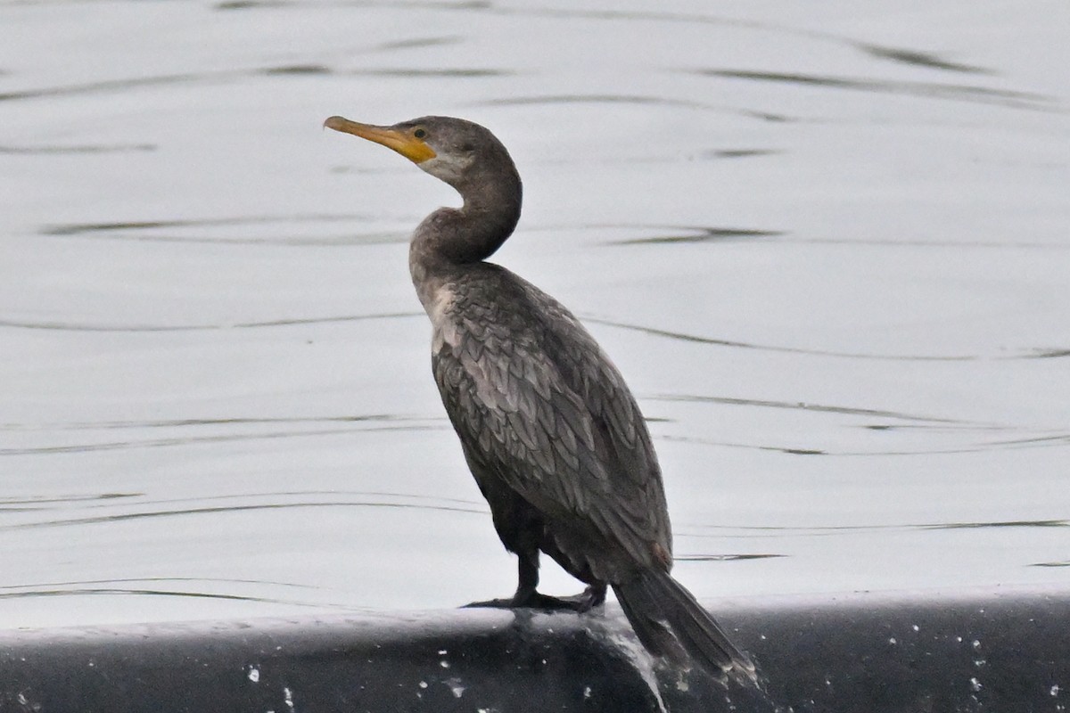 Neotropic Cormorant - ML645520160