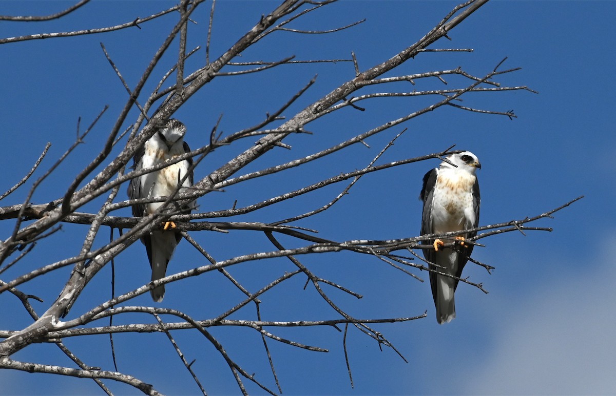 White-tailed Kite - ML645520167