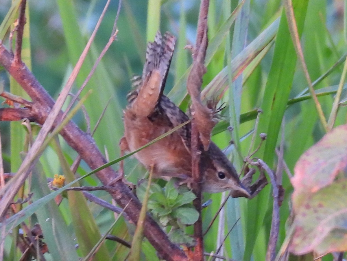 Cucarachero Culibarrado - ML645520174