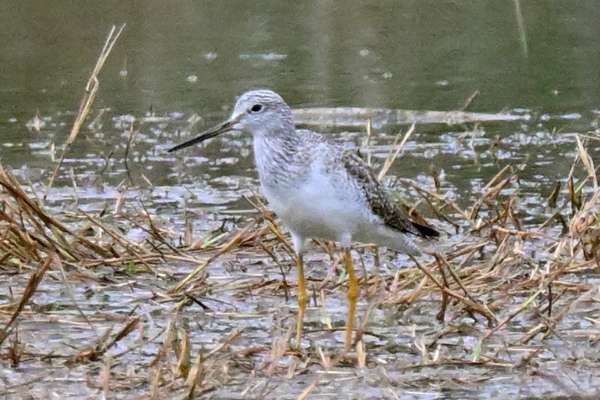 Greater Yellowlegs - ML645520175
