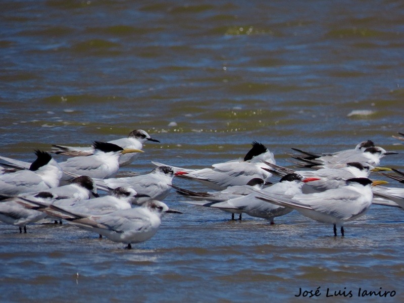 Sandwich Tern - ML645520188