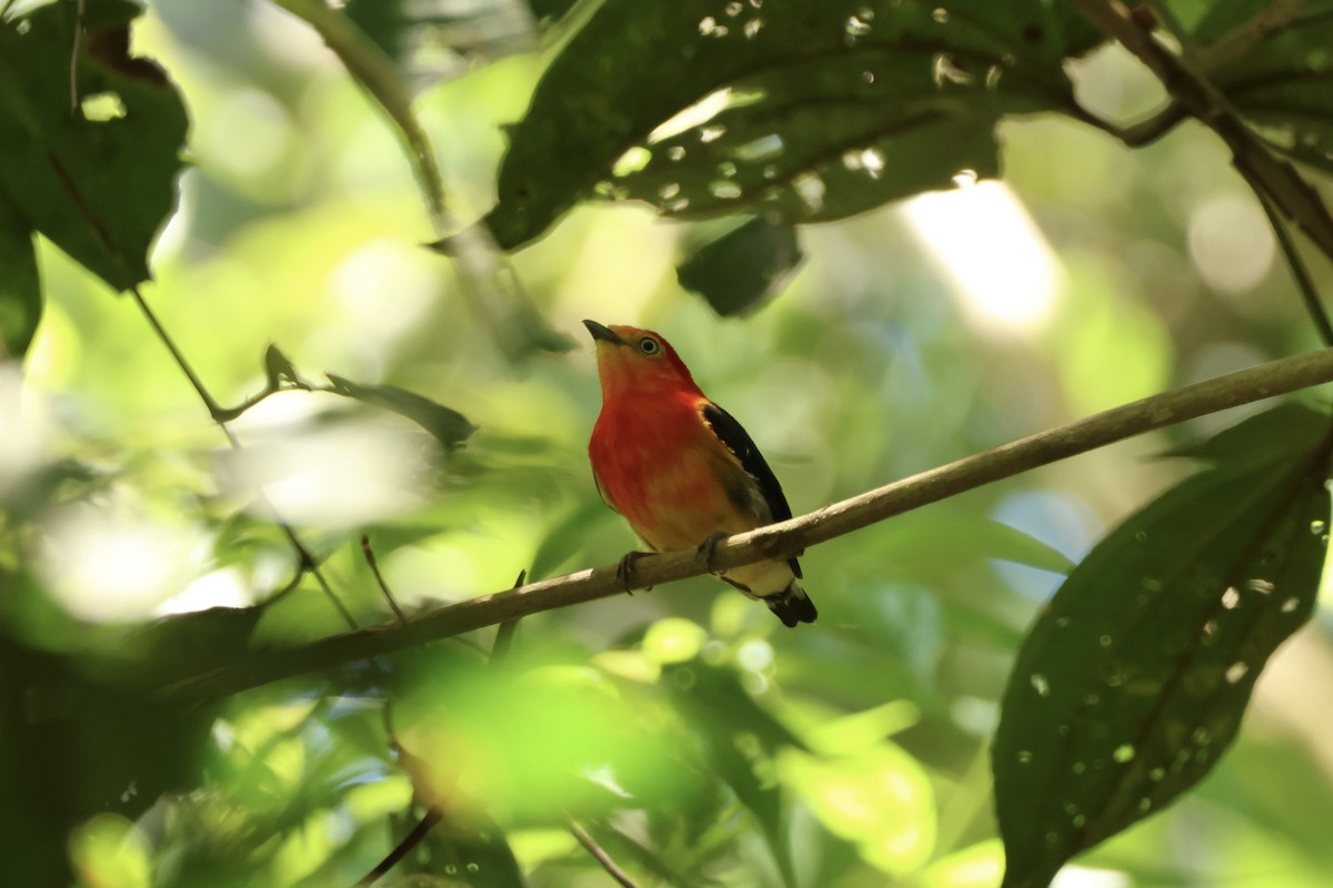 Band-tailed Manakin - ML645520189