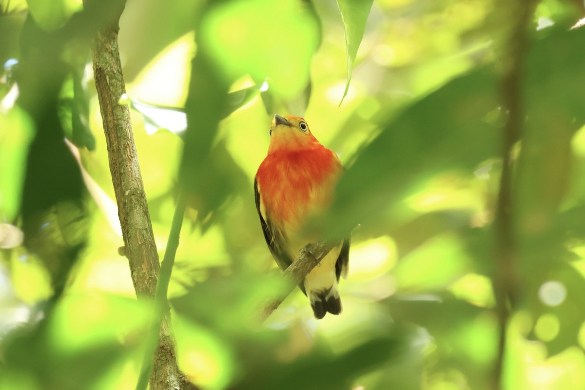 Band-tailed Manakin - ML645520190