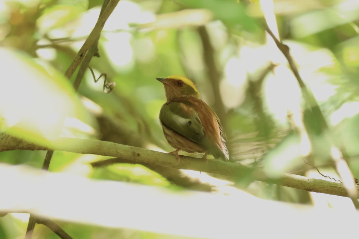 Fiery-capped Manakin - ML645520199