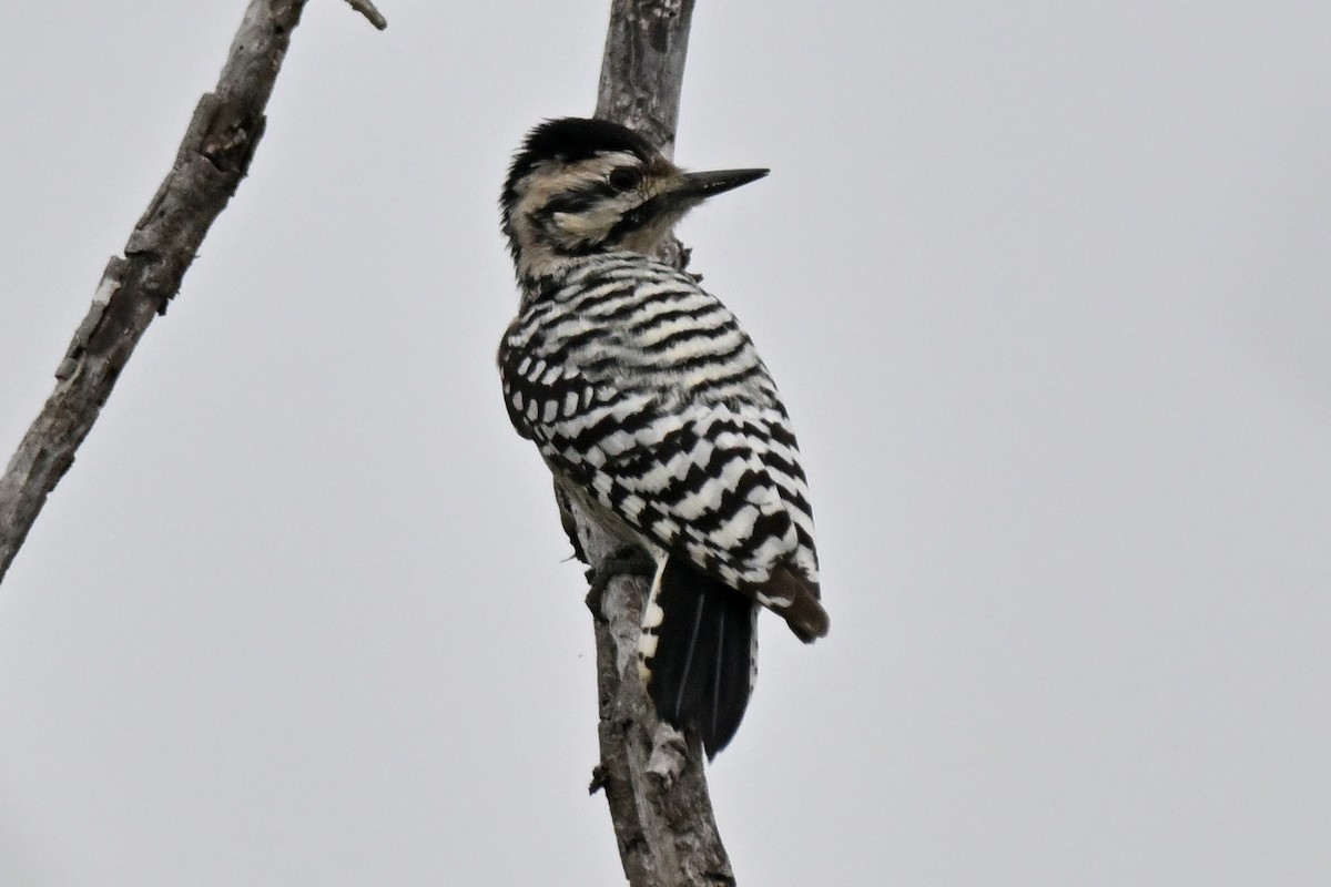 Ladder-backed Woodpecker - ML645520204
