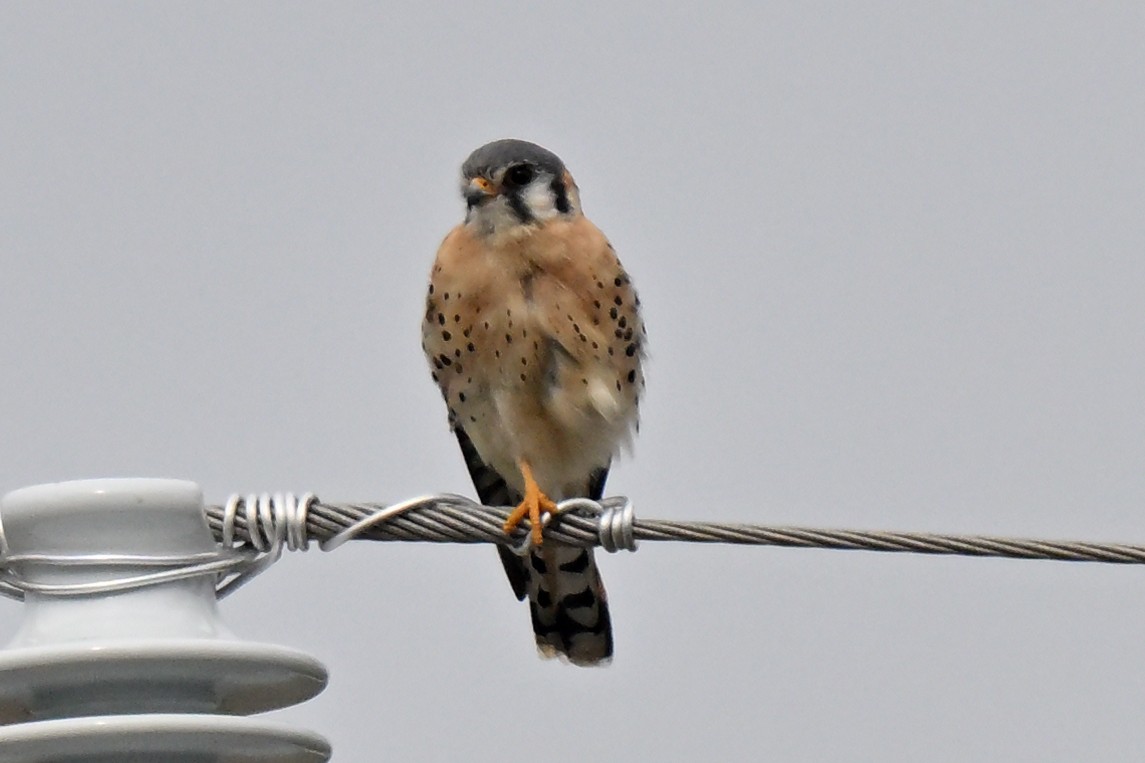American Kestrel - ML645520208