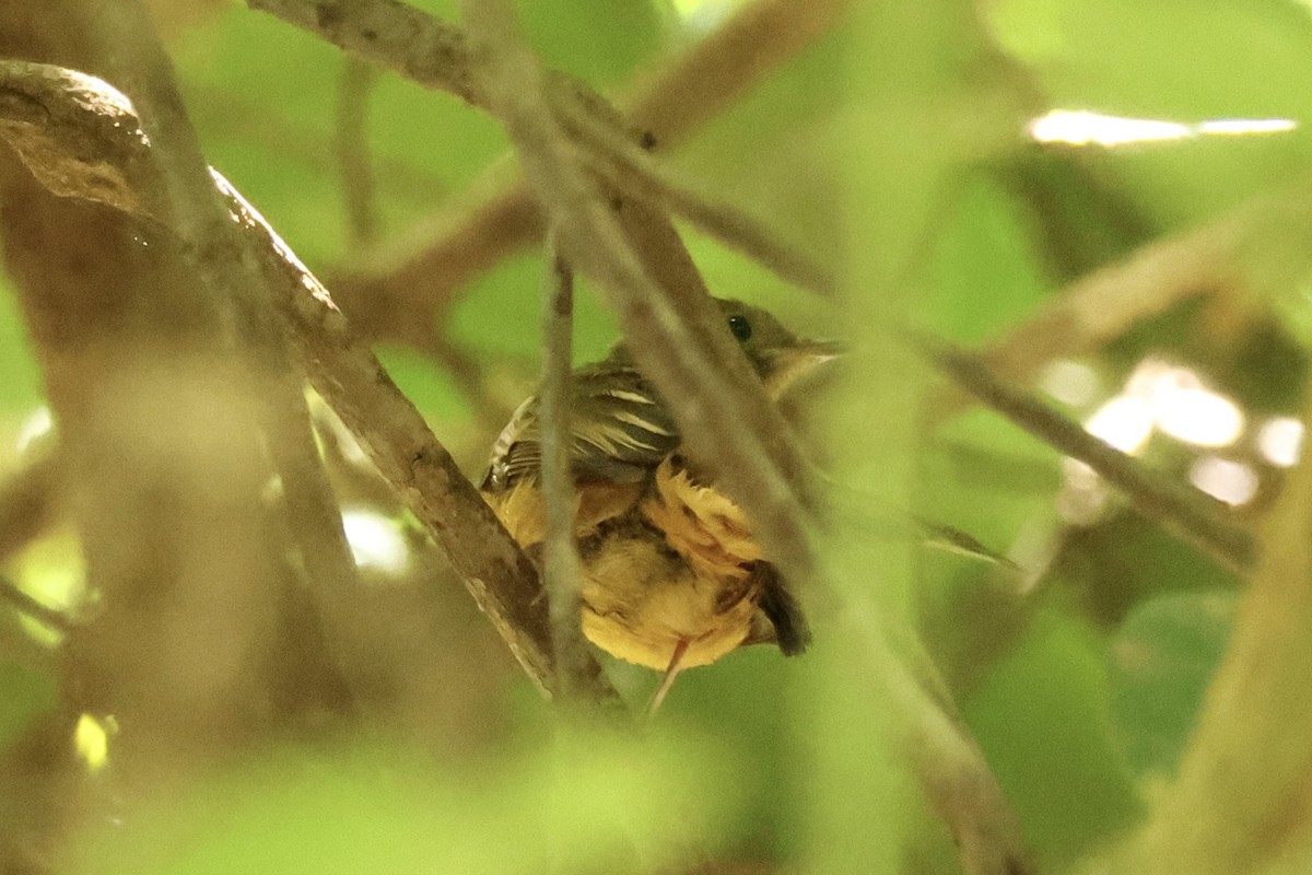 Ochre-bellied Flycatcher - ML645520211
