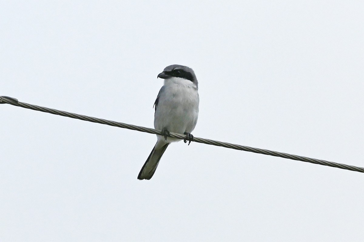 Loggerhead Shrike - ML645520212