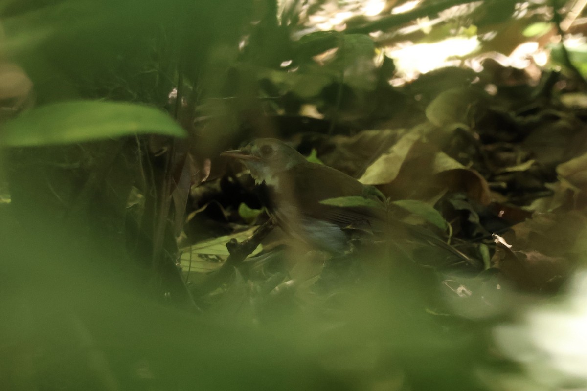 Southern Antpipit - ML645520217