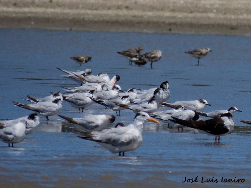 Royal Tern - ML645520220