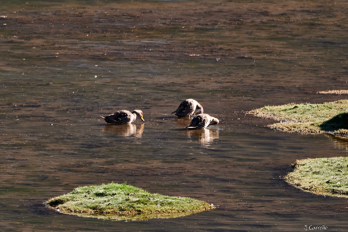 Yellow-billed Pintail - ML645520224