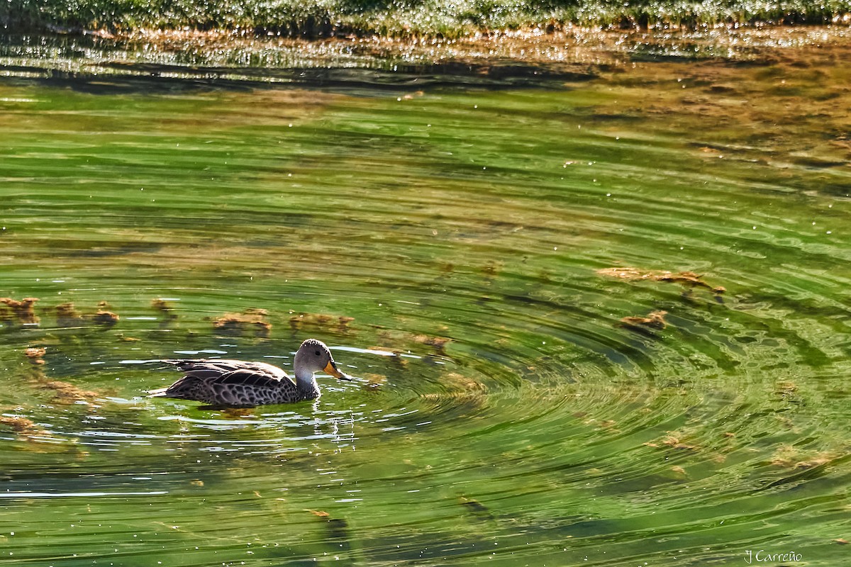 Yellow-billed Pintail - ML645520225