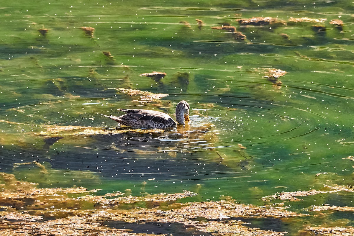 Yellow-billed Pintail - ML645520226