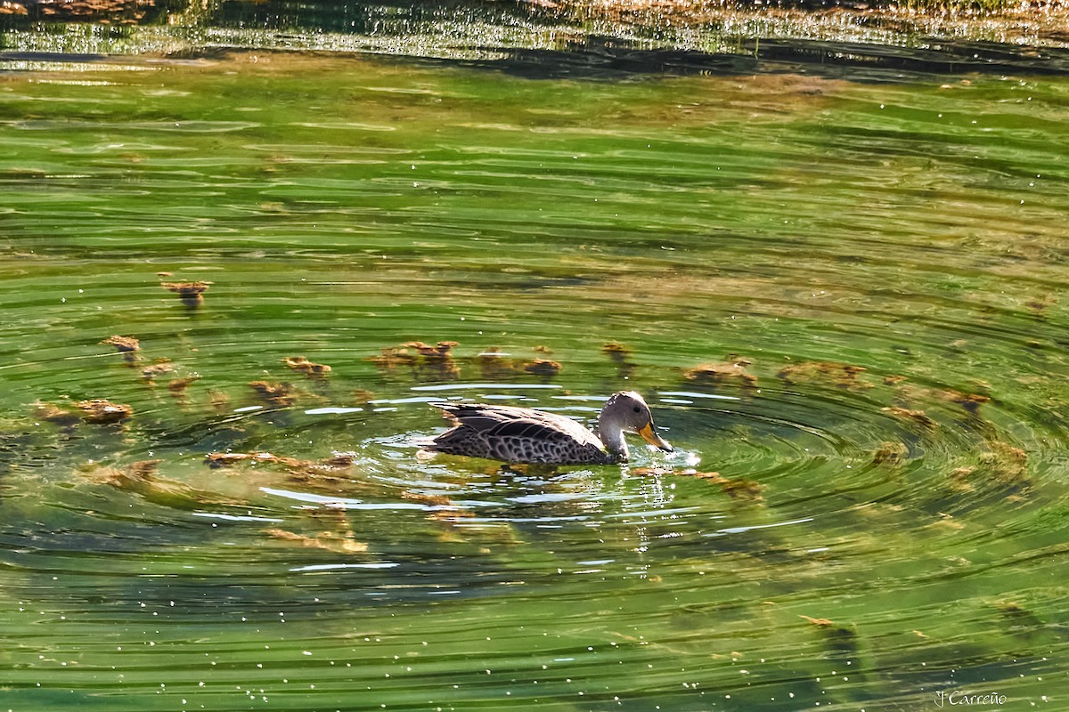 Yellow-billed Pintail - ML645520227