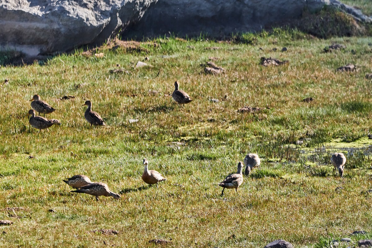 Yellow-billed Pintail - ML645520228