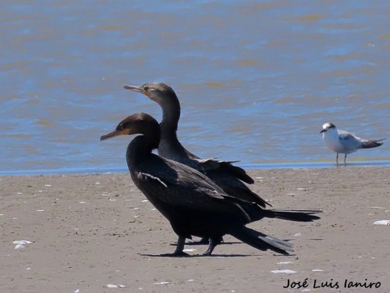 Neotropic Cormorant - ML645520233